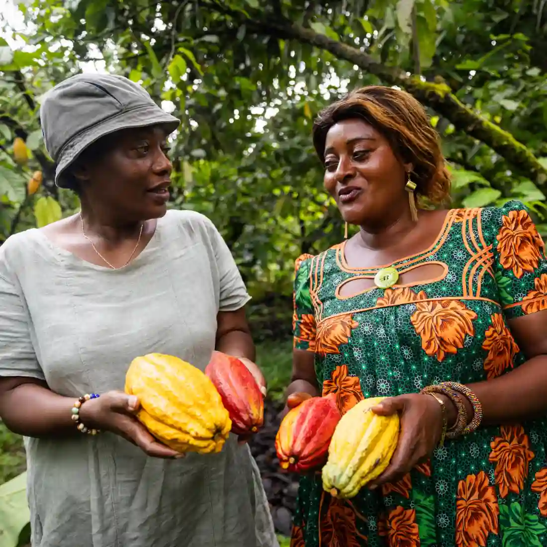 Forastero Kakaobohnen 1