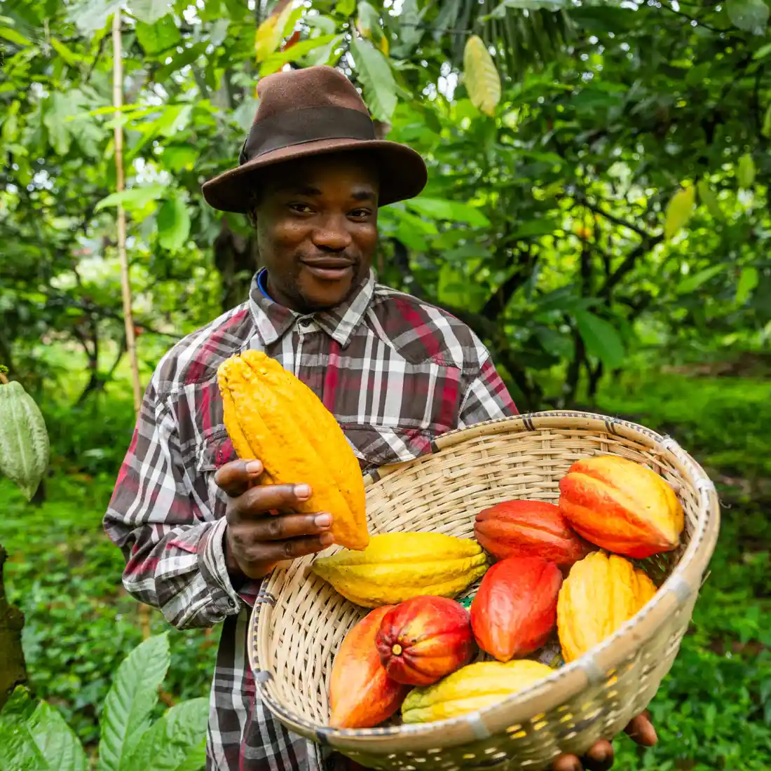 Forastero Kakaobohnen (2)