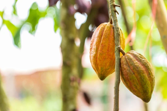 Kakaoschoten Forastero