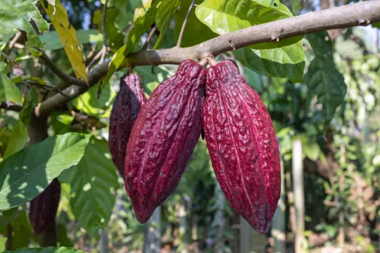 Cocoa pods Trinitario